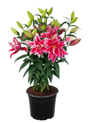 CRIN REGAL PITIC - KYRA - Pachet 5 bulbi