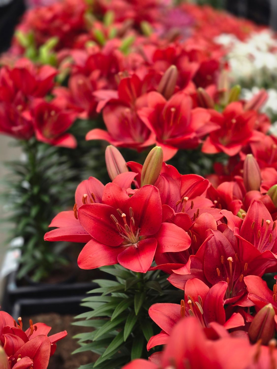 CRIN PITIC ASIATIC - SUMMER SCARLET - Pachet 5 bulbi