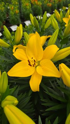 CRIN ASIATIC PITIC - SUMMER STELLA - Pachet 5 bulbi