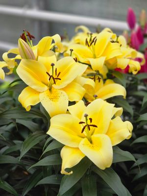CRIN IMPERIAL PITIC - SUNNY BLISS - Pachet 5 bulbi