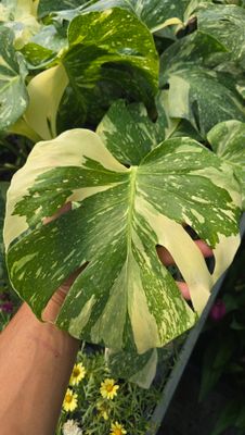 MONSTERA CONSTELLATION