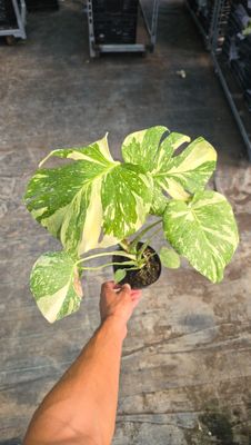 MONSTERA CONSTELLATION
