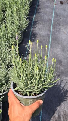 Lavanda Havana ® P14