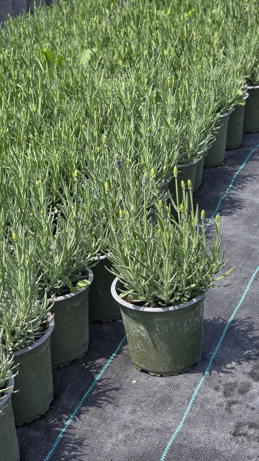 Lavanda Havana ® P14
