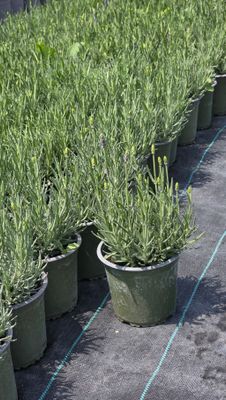 Lavanda Havana ® P14