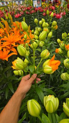 CRIN ORANGE LAMPION - Pachet 5 bulbi