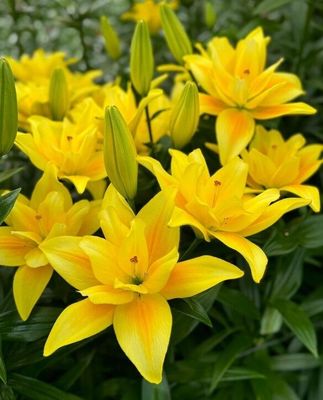 BUTTERFLY LILIES - DOWN FORCE - Pachet 2 bulbi mari