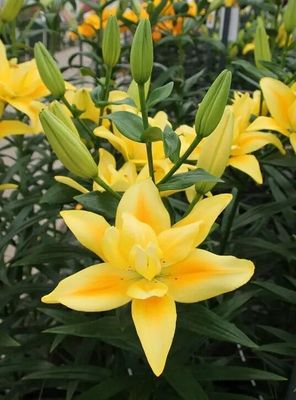 BUTTERFLY LILIES - DOWN FORCE - Pachet 2 bulbi mari
