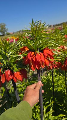 LALEA IMPERIALA - RUBRA MAXIMA 1 bulb mare