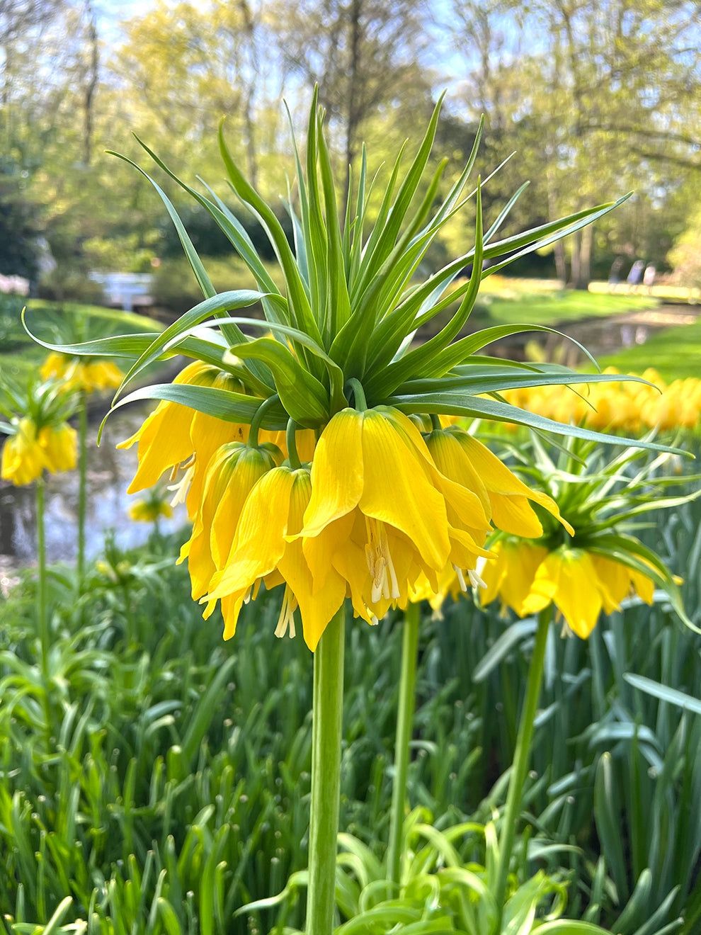 LALEA IMPERIALĂ LUTEA - 1 BULB MARE
