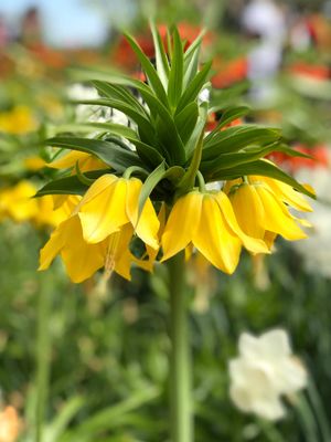 LALEA IMPERIALĂ LUTEA - 1 BULB MARE
