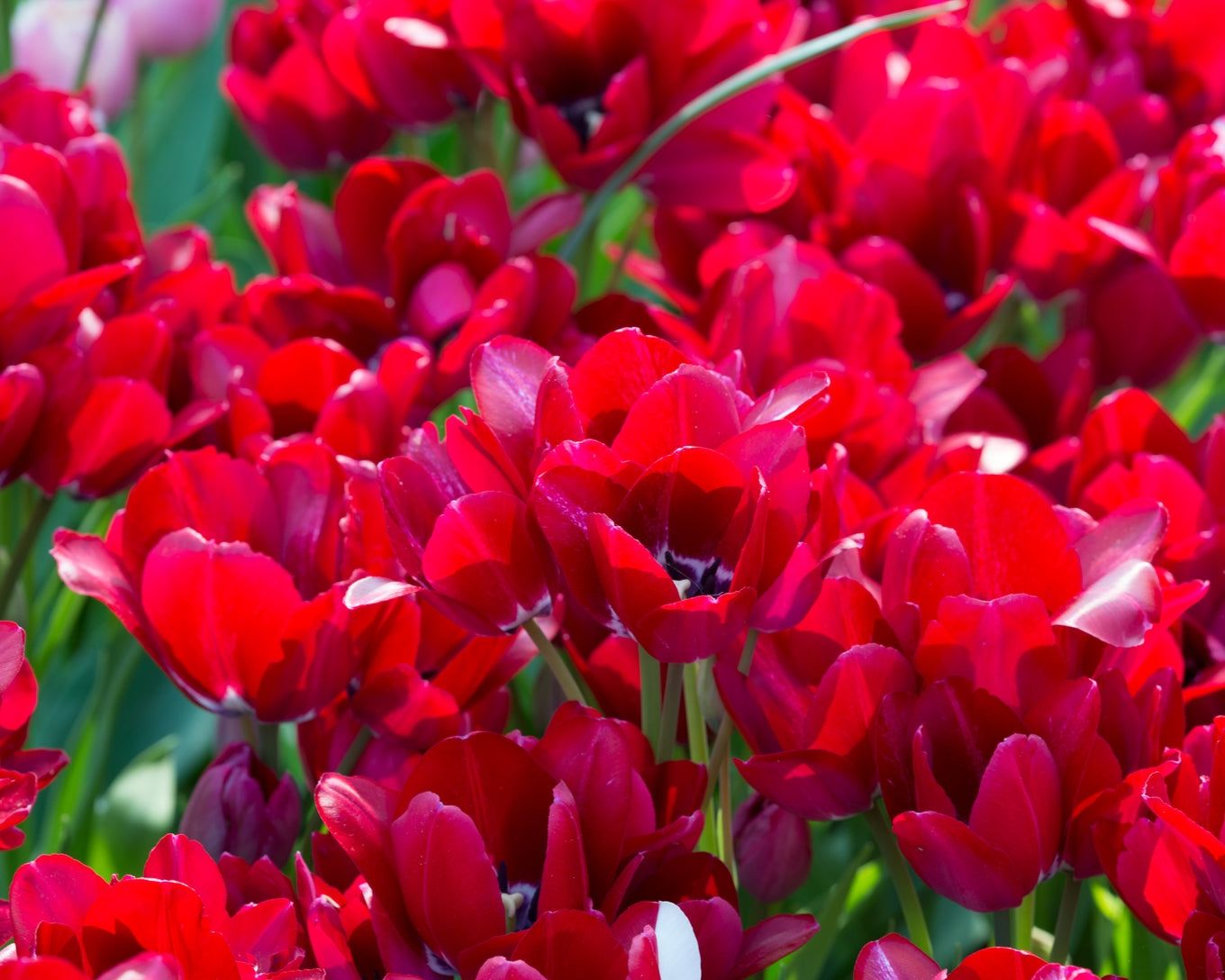 Lalele Multiflora - Fiery Club - 10 bulbi