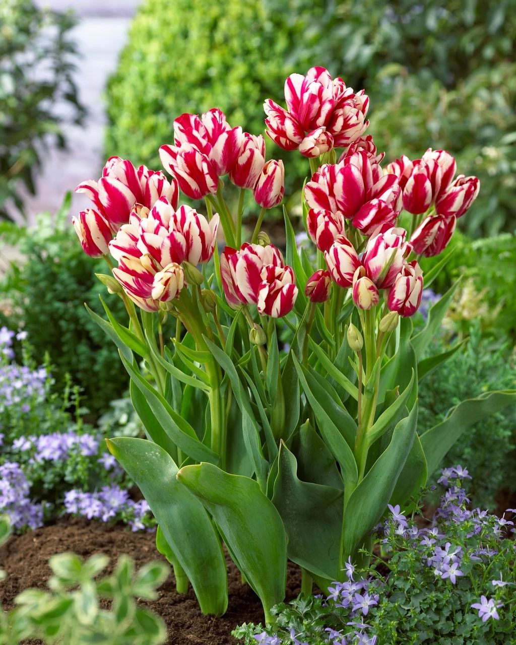 Lalele Multiflora - Flaming Club - 10 bulbi