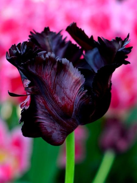 Lalele Papagal Black Parrot - 10 bulbi