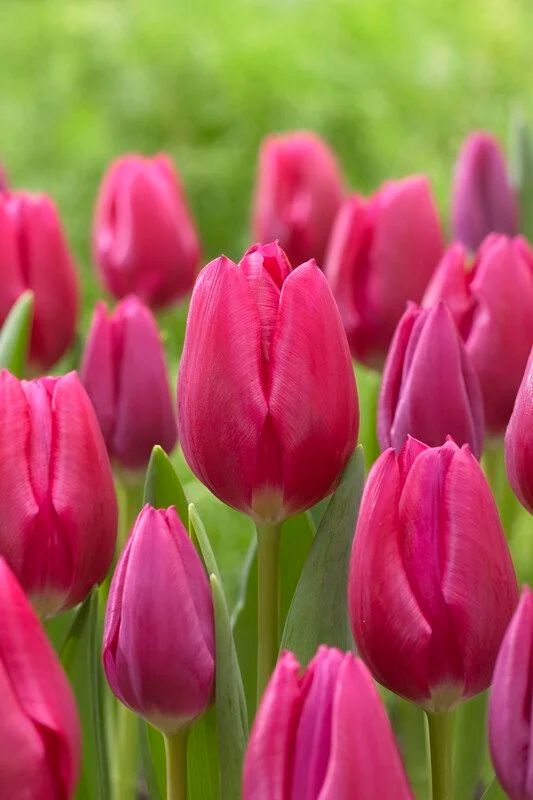 Lalele Pink Ardour - 10 bulbi