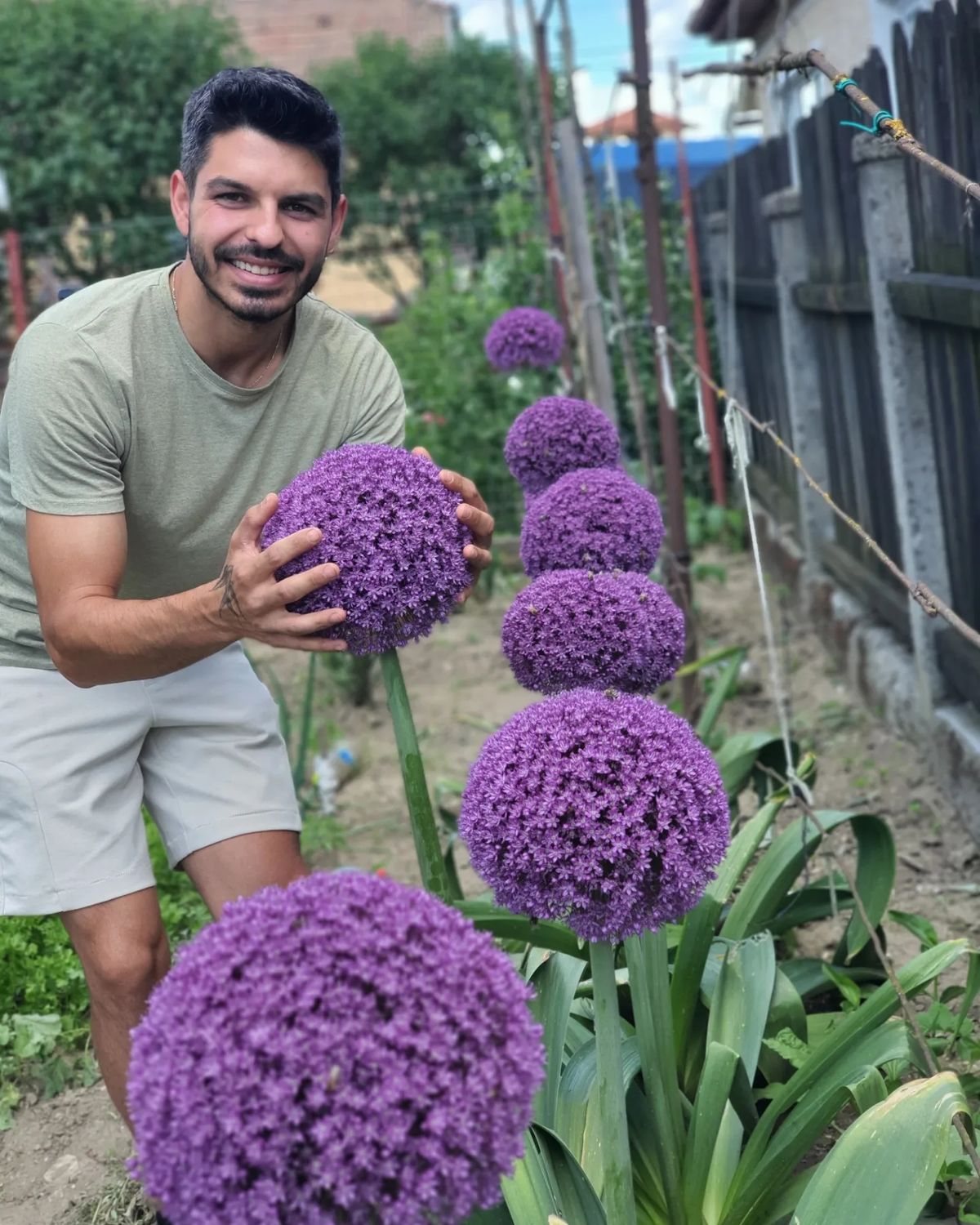 Allium GIGANT - 10 bulbi mari