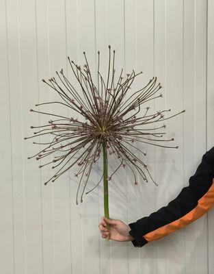 Allium Schubertii - Pachet 10 bulbi 