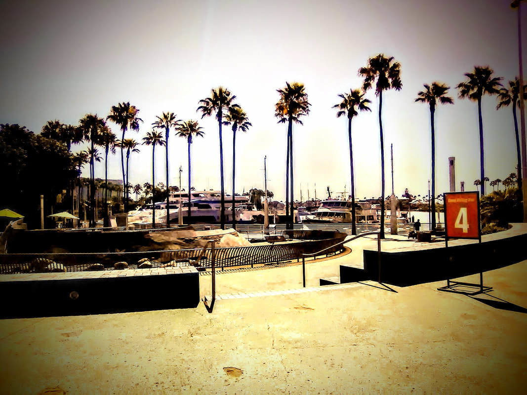 Parade Of Palm Trees