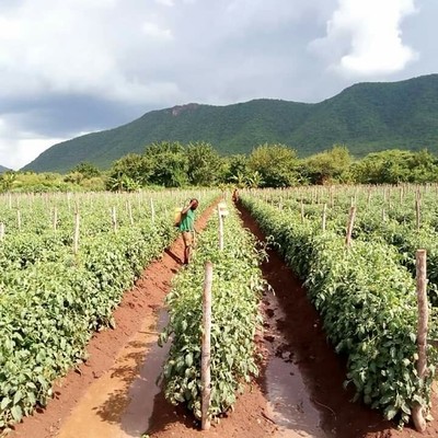 Gadfarm