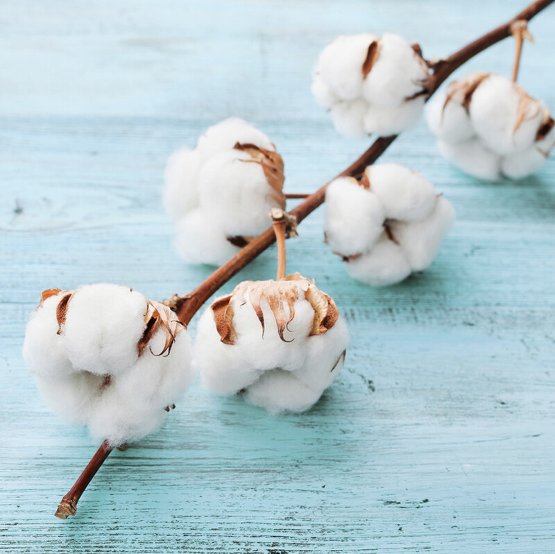 Clean Cotton (Vegan)