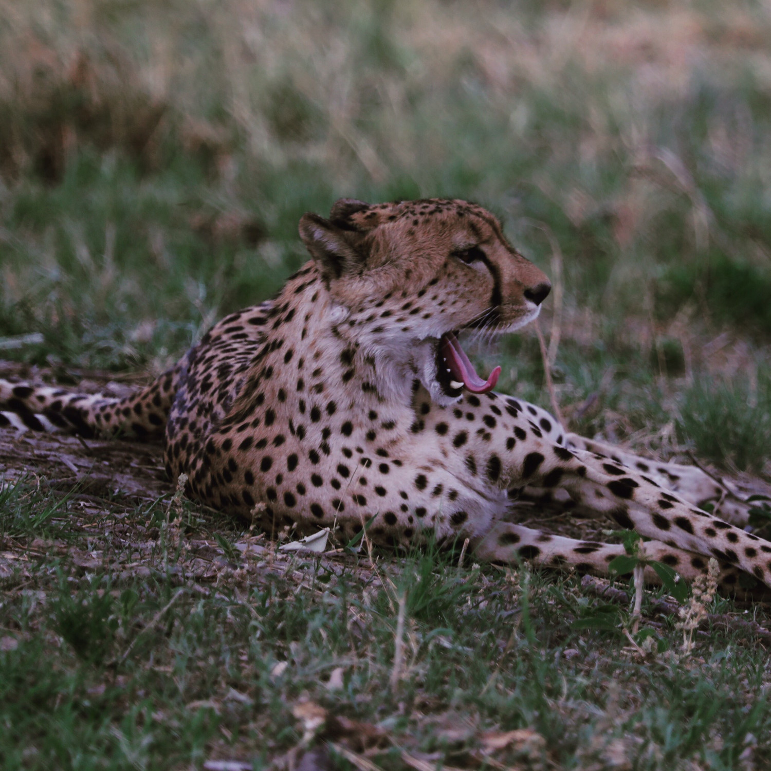 Limited Edition This Yawning Cheetah Is Done On A Stunning 16x20 Metal Print