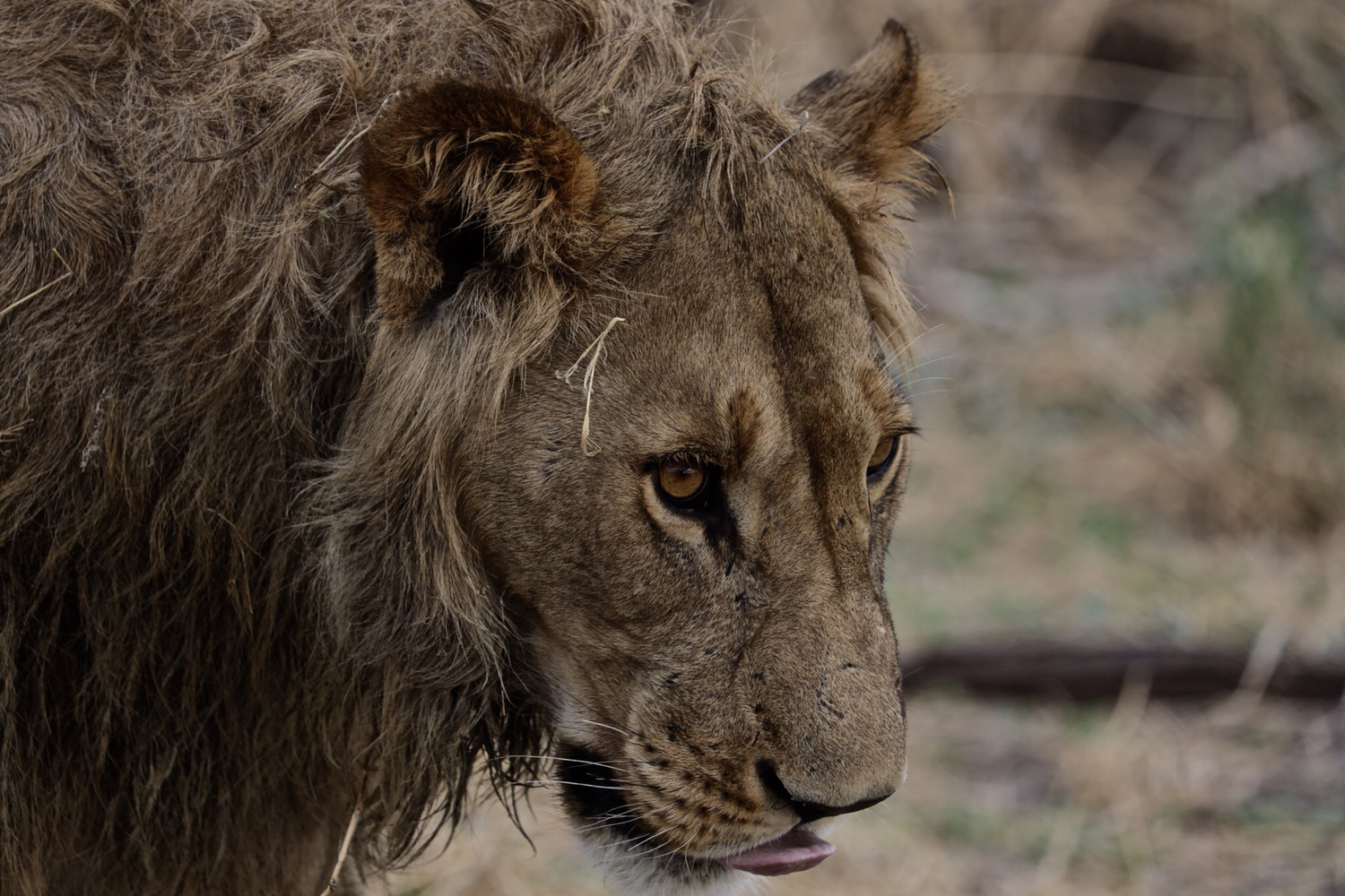 Lion Close Up (big Seller)16x20 Metal Print