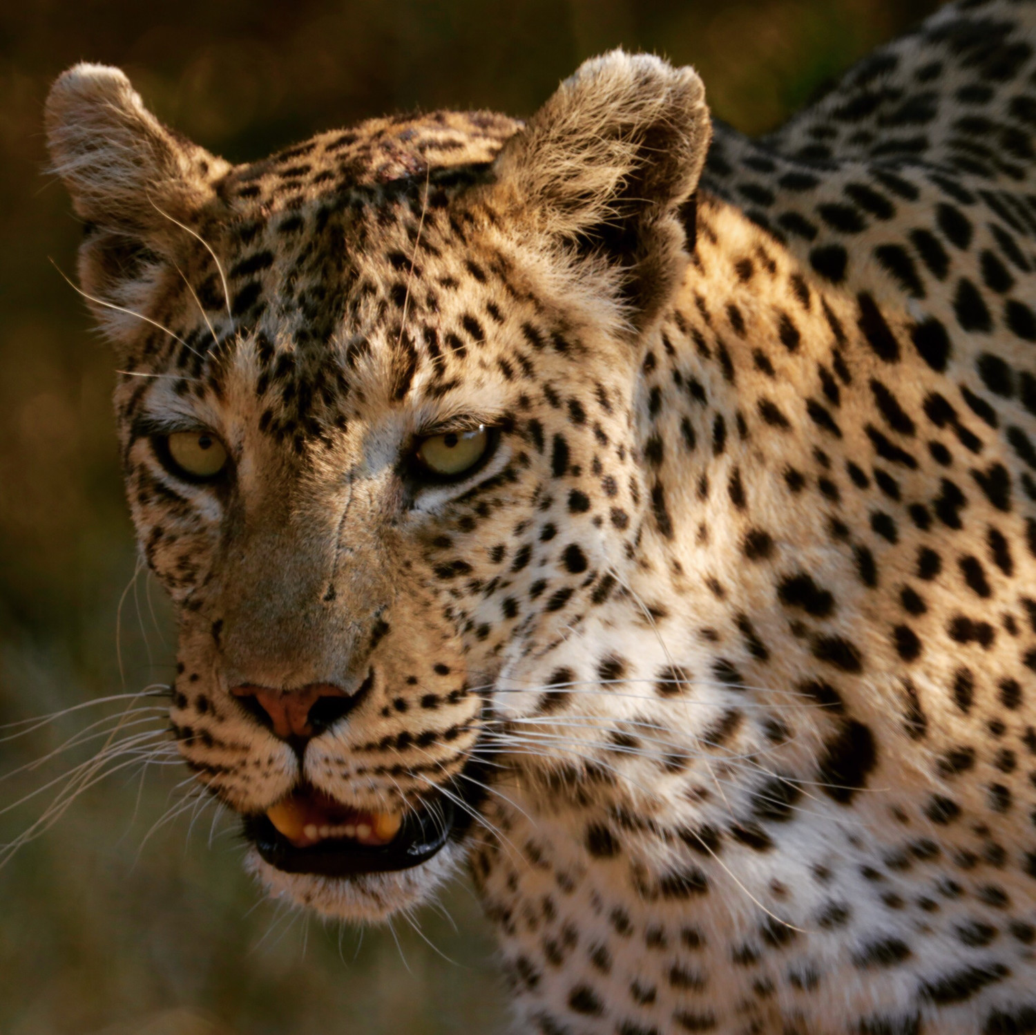 Limited Edition. Morning Leopard 16x20 Metal Print