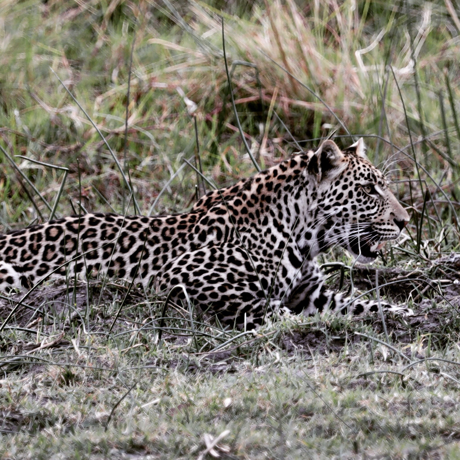 Limited Edition. Ambush Leopard 16x32 Metal Print