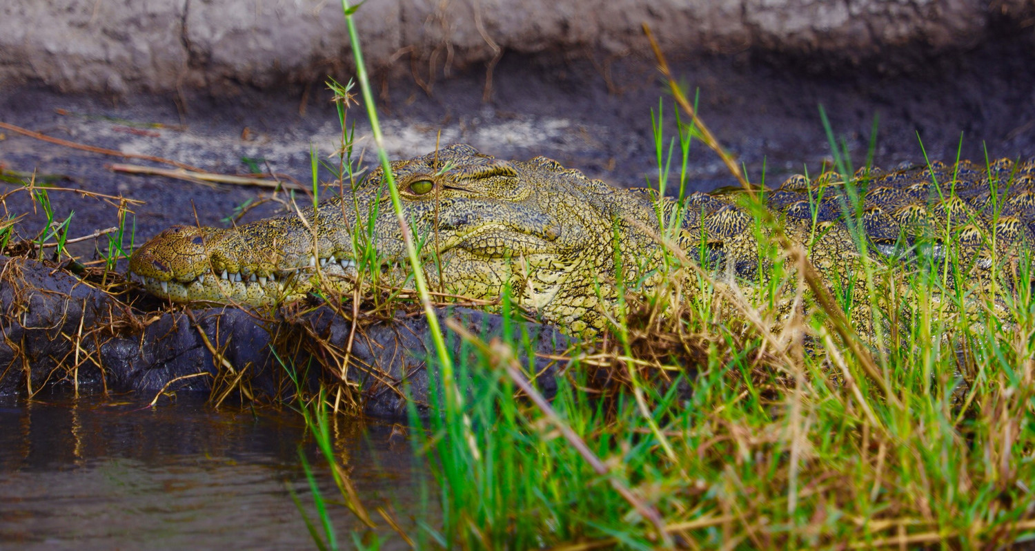 Limited Edition. Nile Crocodile Chobe River 12x24 Metal Print