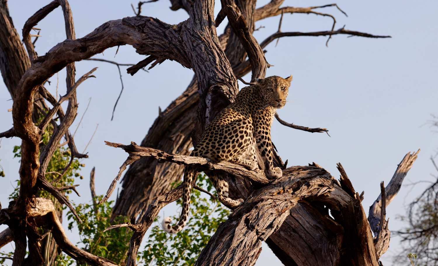 Limited Edition.  She Leopard 20x30 Metal Print