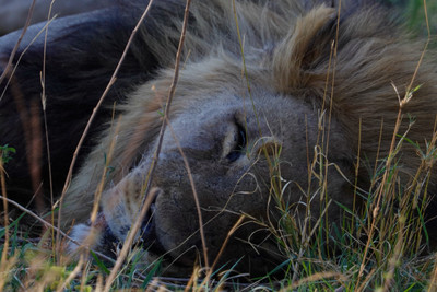 Limited Edition. Sleeping Lion 16x20 Metal Print Limited Edition. Sleeping Lion 16x20 Metal Print