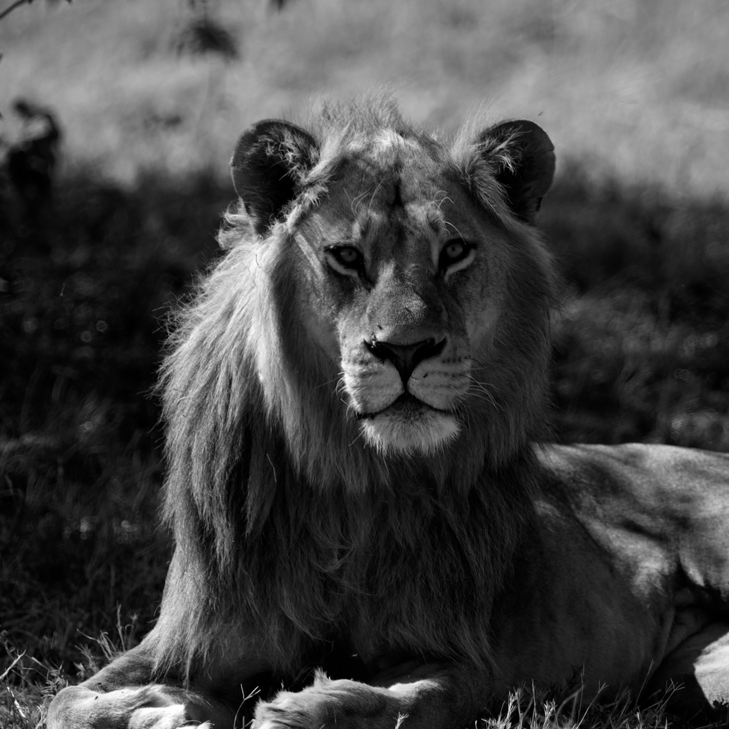 Limited Edition. Lion Eyes 20x20 Wood Print