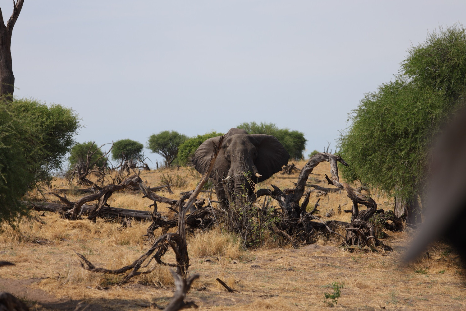 Limited Edition Big Bull Elephant 20x20 Metal Print