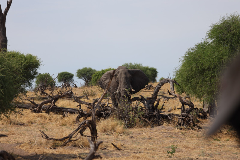 Limited Edition Big Bull Elephant 20x20 Metal Print