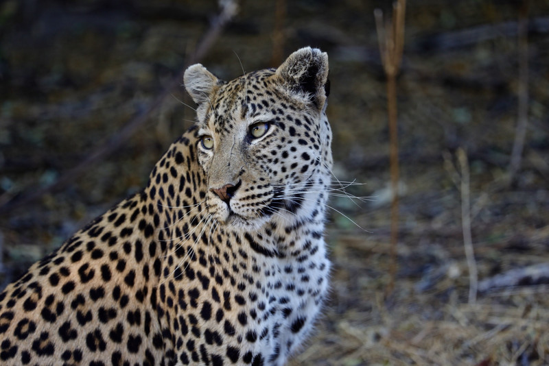 Limited Edition. Posing Leopard 16x20 Metal Print Limited Edition. Posing Leopard 16x20 Metal Print