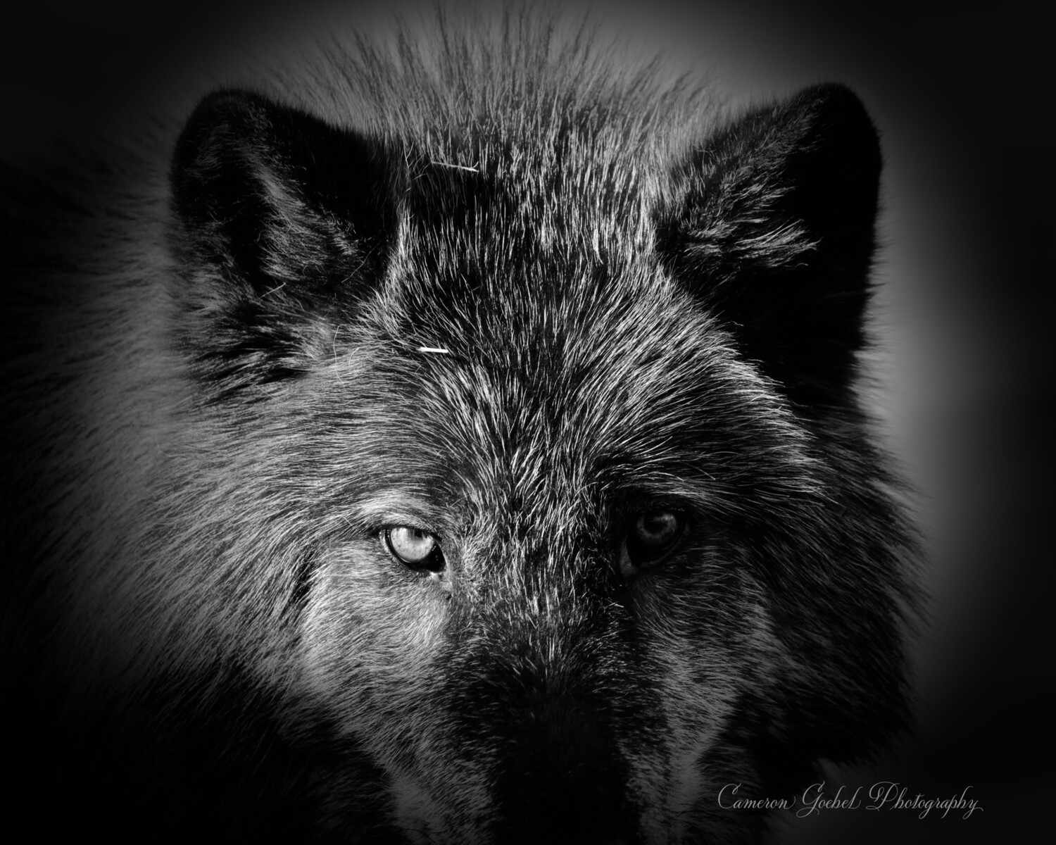 Alberta Wolf Eyes.  16x20 Metalprint