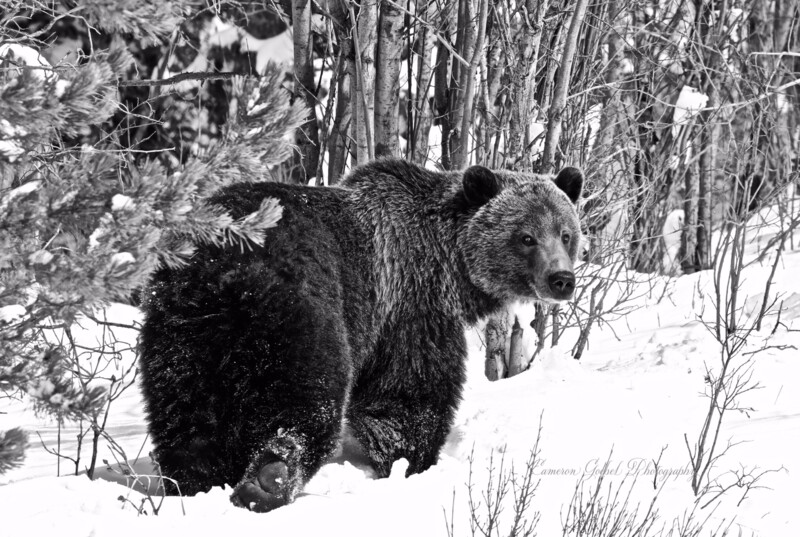 Alberta Grizzly