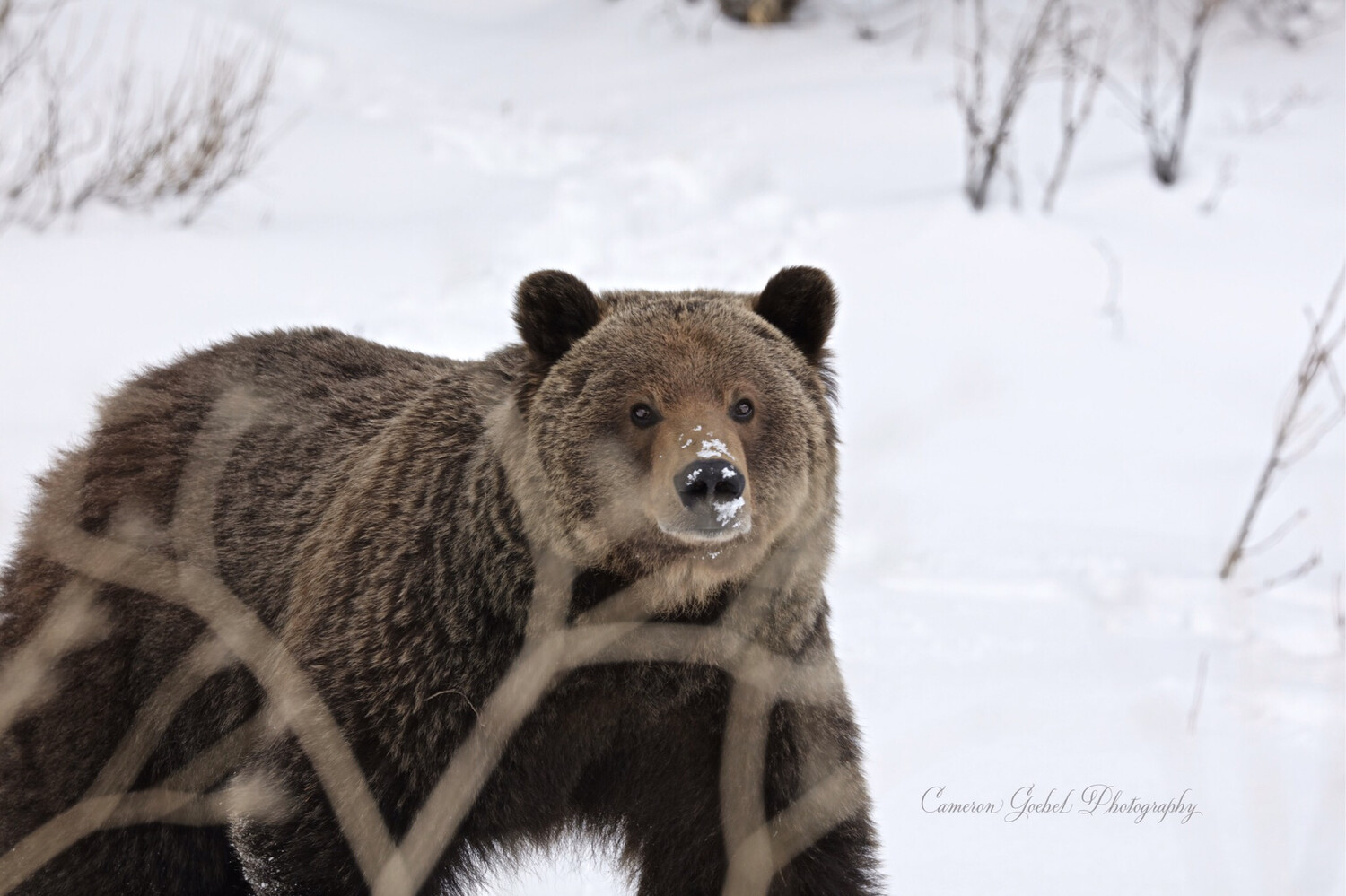 Big Alberta Grizzly
