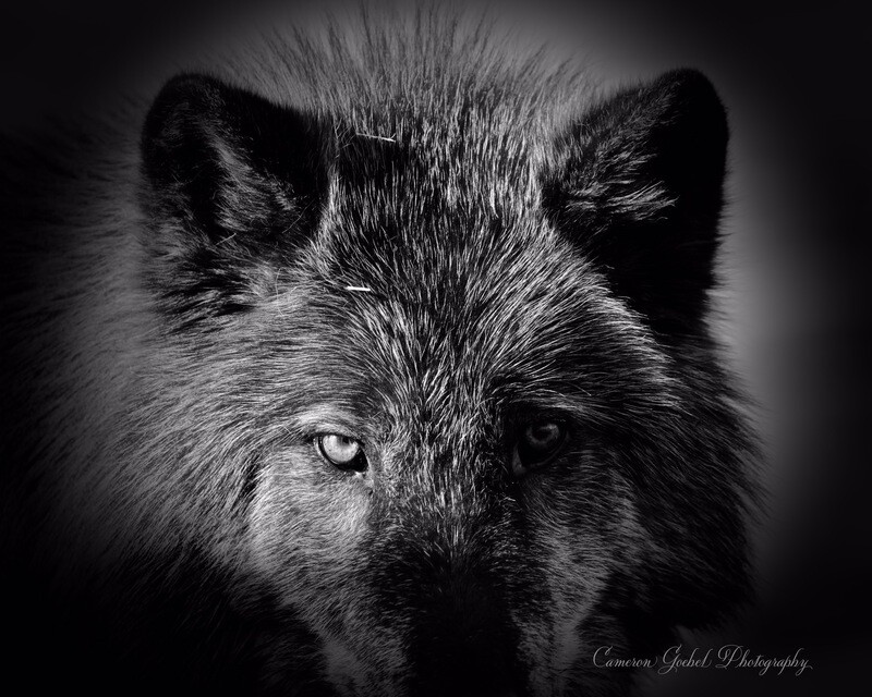 Wolf Eyes On Canvas