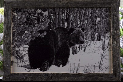 Black And White 20”x30”Alberta Grizzly Metalprint Framed With Real Barnwood