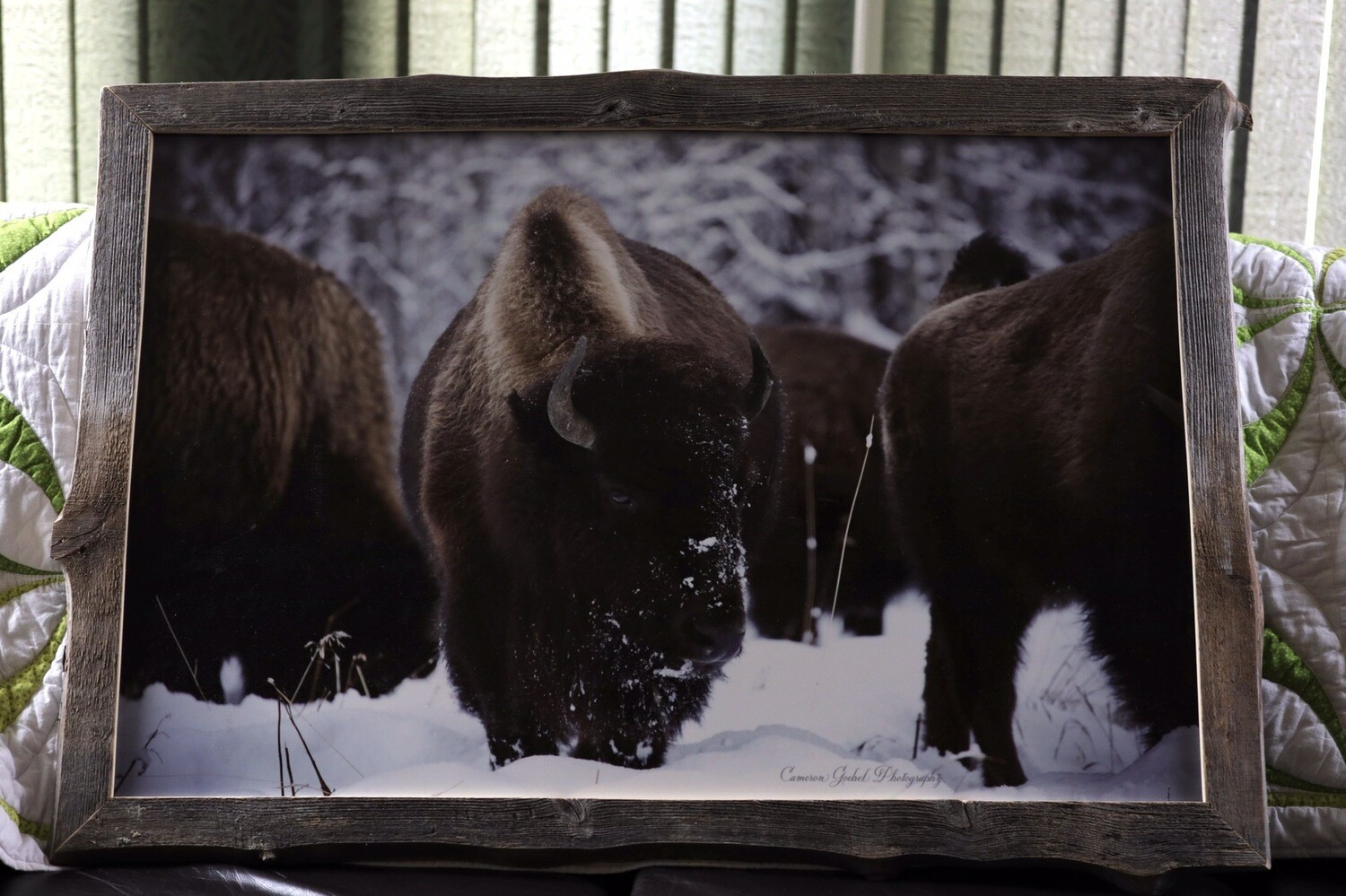 Alberta Bison 24”x36” Metalprint Framed With Real Barnwood 