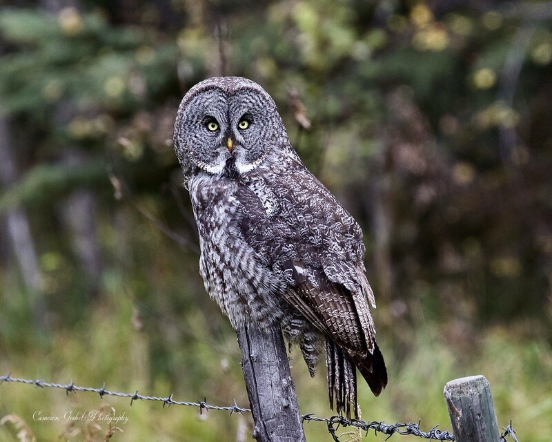 Great Grey Owl Done On Canvas 11” X14”