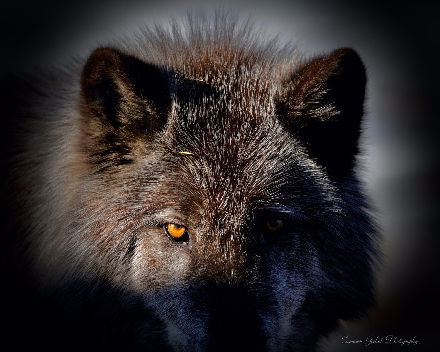 Wolf Eyes Color Edition 11”X14” Metalprint