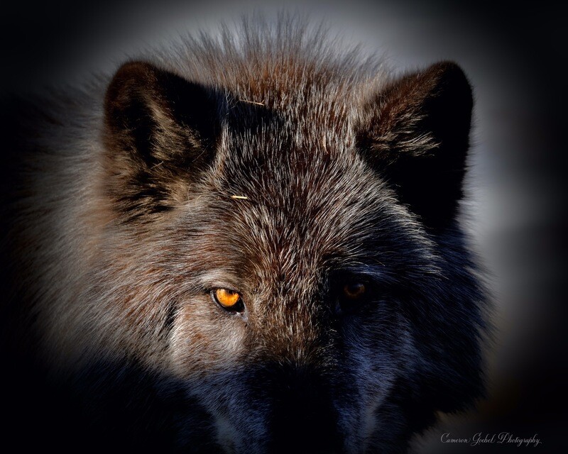 Wolf Eyes Color Edition 11”X14” Metalprint