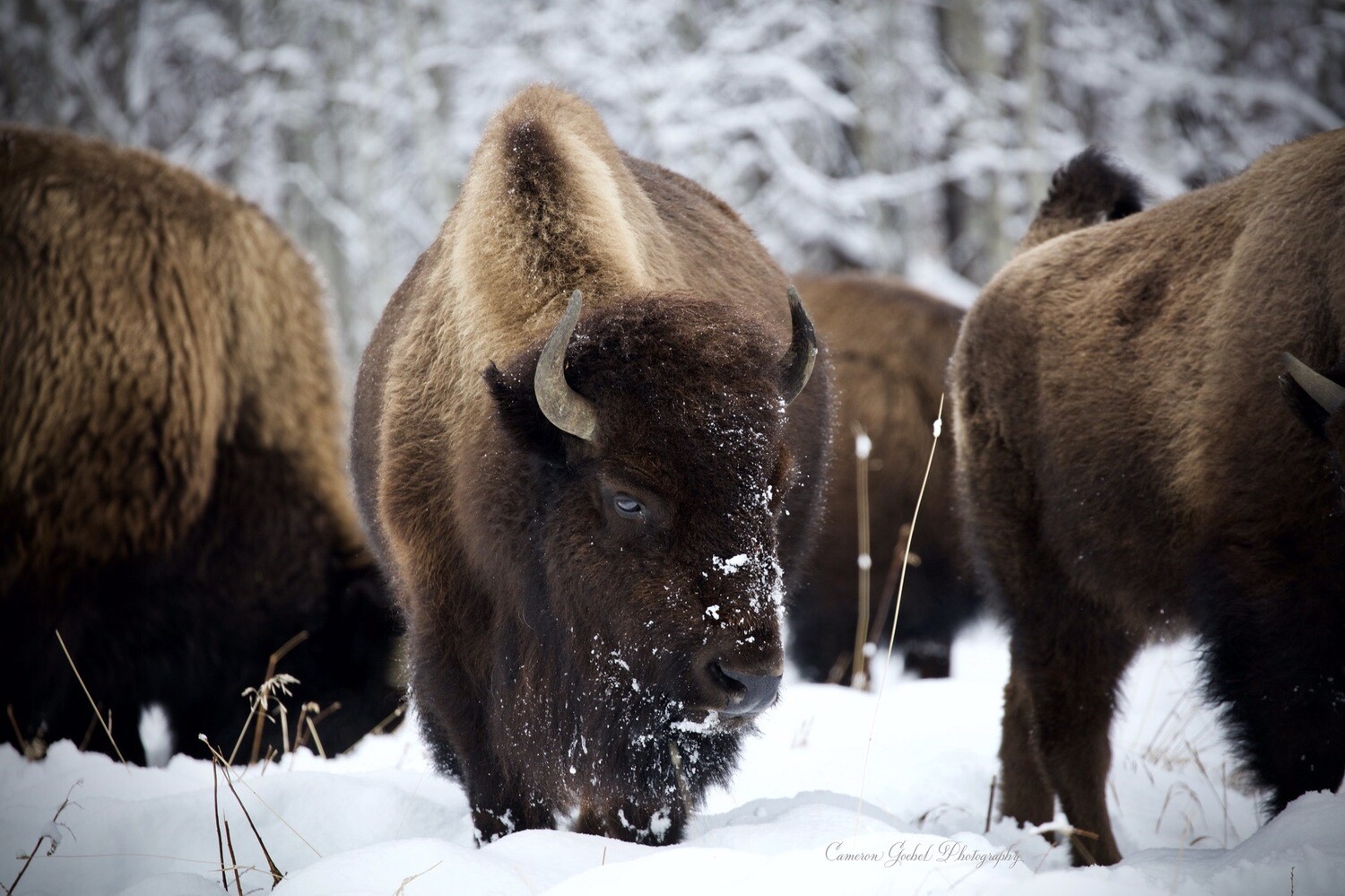 Alberta Bison 16” X 20” High Quality Mat Finish Print