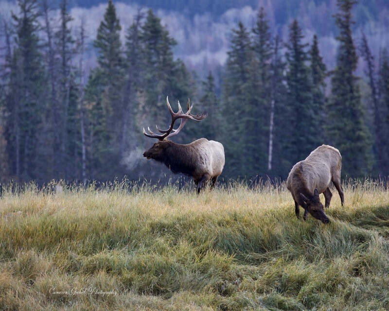 Early Fall Morning Bull Elk Done As 16”x20” High Quality Mat Finish Print