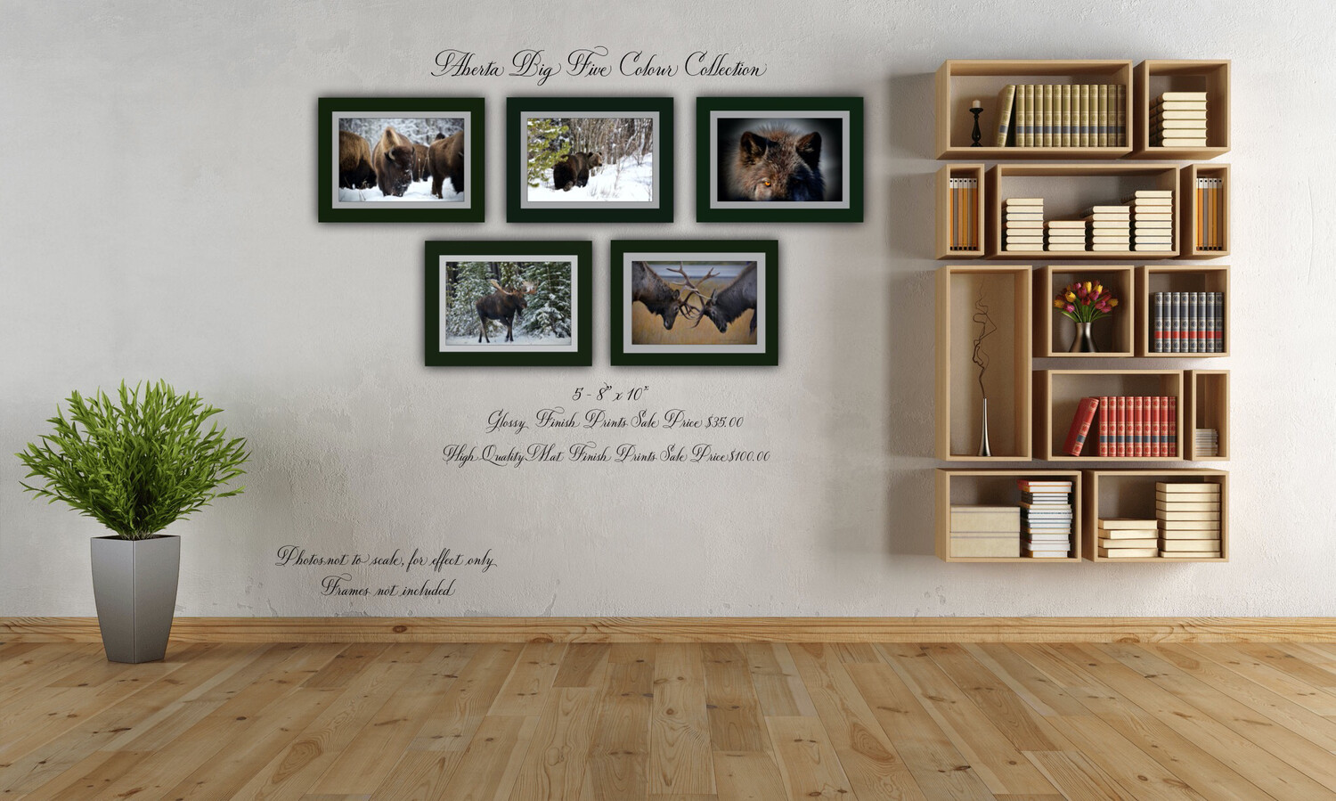 Alberta Big Five Collection ( High Quality Mat Finish)Color