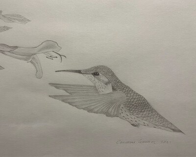 Hummingbird Pencil Sketch