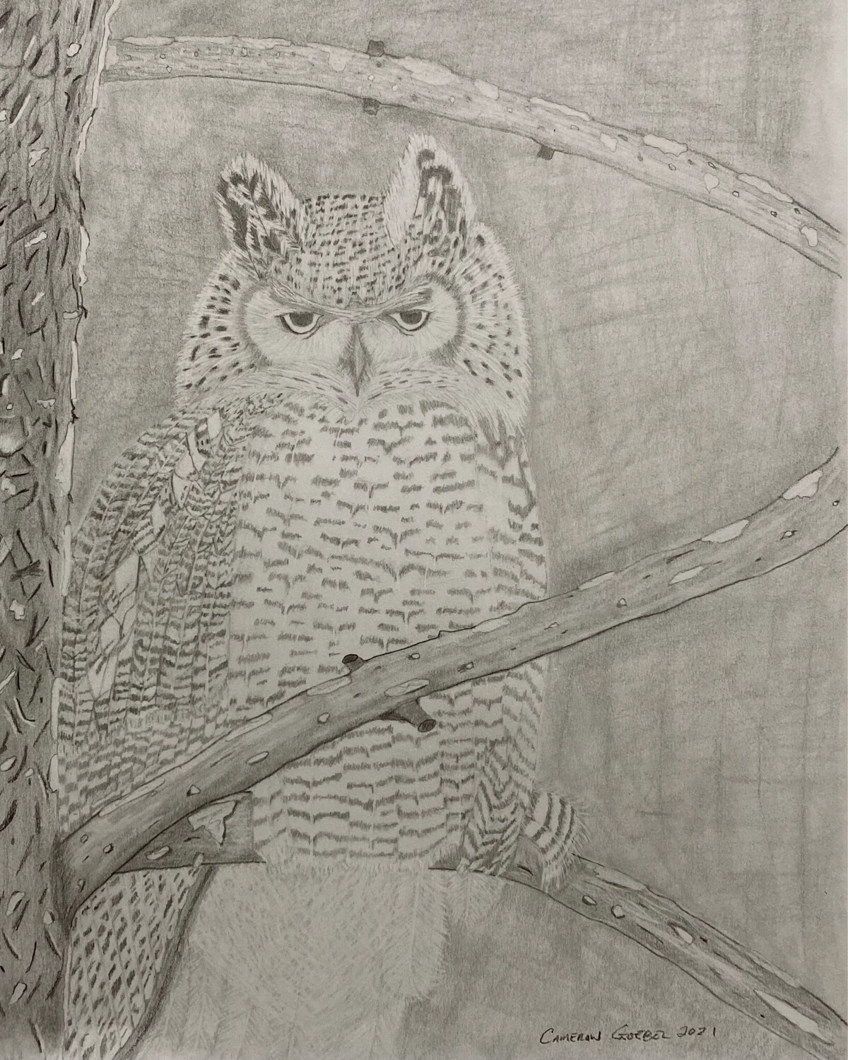 Alberta Great Horned Owl Pencil Sketch