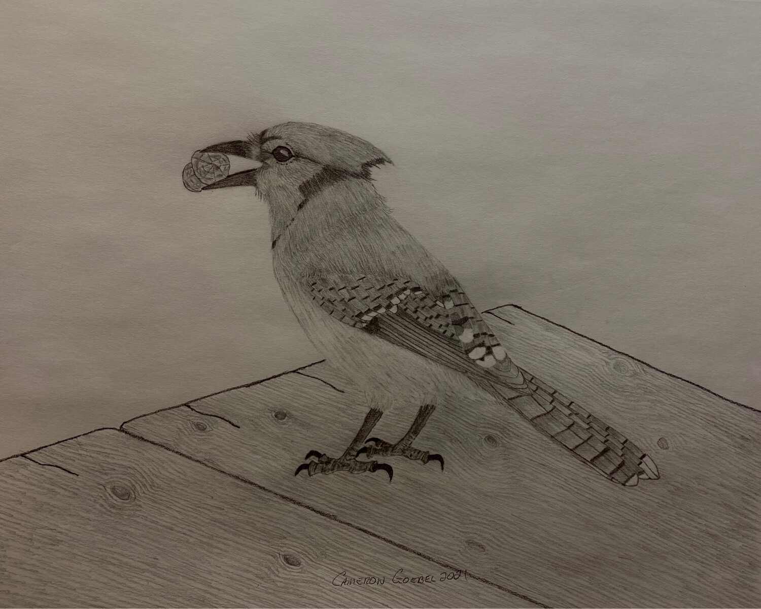 Bluejay Pencil Sketch